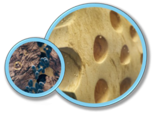 edgepro removed 99% of all backteria in the root canal